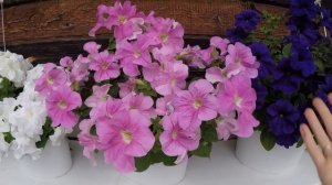 ПЕТУНИЯ ЛИМБО И ФАЛЬКОН.ОБЗОР ЦВЕТЕНИЯ.2020