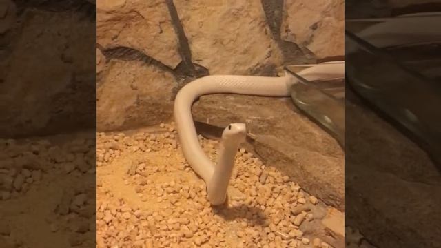 Крысиный полоз в стойке смотреть онлайн