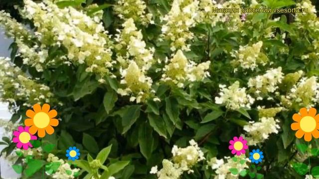Гортензия метельчатая Киушу. Краткий обзор, описание характеристик hydrangea paniculata Kyushu смотреть онлайн