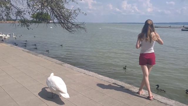 хрюкающий лебедь смотреть онлайн