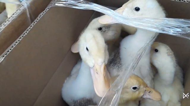 Наблюдаем за утятами малышами и изучаем экожизнь. смотреть онлайн