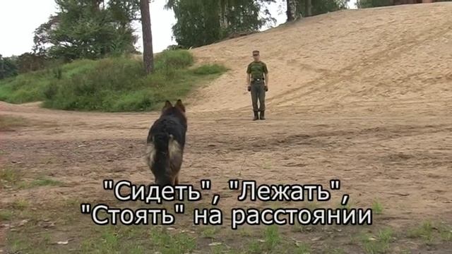 Дрессировка собак, общий курс дрессировки смотреть онлайн