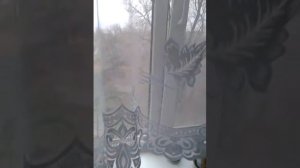 Чистка дома полынью. Методика Алены Полынь.