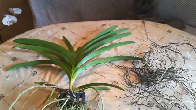 ВАНДА. Моя новая ванда. смотреть онлайн