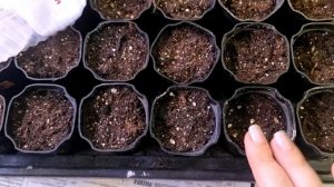 посадка замоченных и проросших семян томатов, как я это делаю