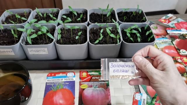 Выбираем томаты. Перцам две недели . смотреть онлайн