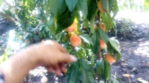 ПЕРСИК. Убирать или не убирать первые плоды на персике.