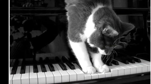 в четыре лапы Wmv.wmv