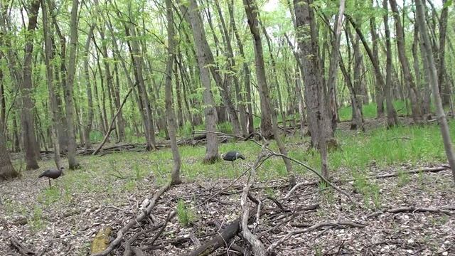 wild turkey hunt (red phase) смотреть онлайн