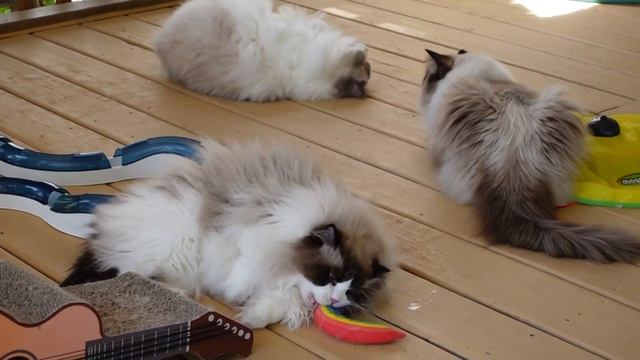 Beautiful Ragdoll Cats Get High And Have Some Fun! смотреть онлайн