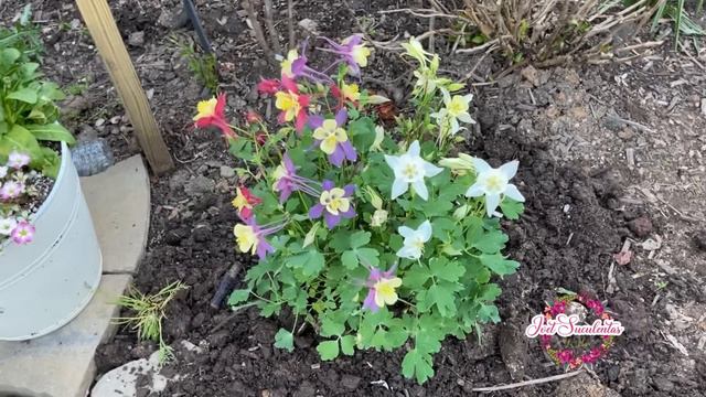 PLANTANDO DAHLIAS y YA TENEMOS TULIPANES смотреть онлайн