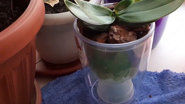 Реанимация архидей