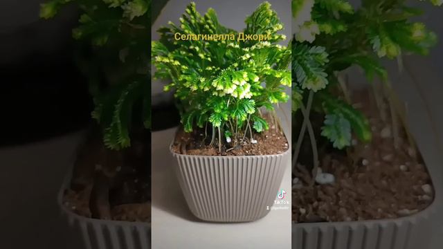 Селагинелла Джори.