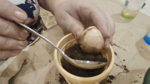 Как легко вырастить АВОКАДО из КОСТОЧКИ в домашних условиях  Эксперимент удался