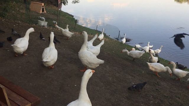 Гуси в Джамгаровском пруду смотреть онлайн