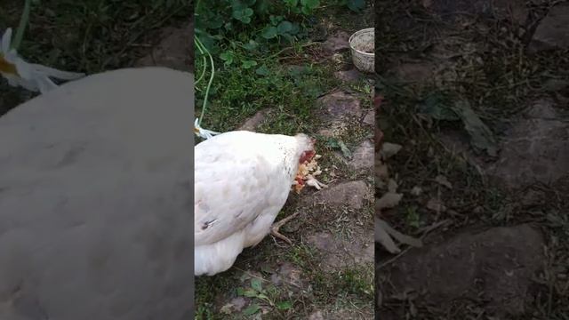 Курочка по имени Султанка смотреть онлайн