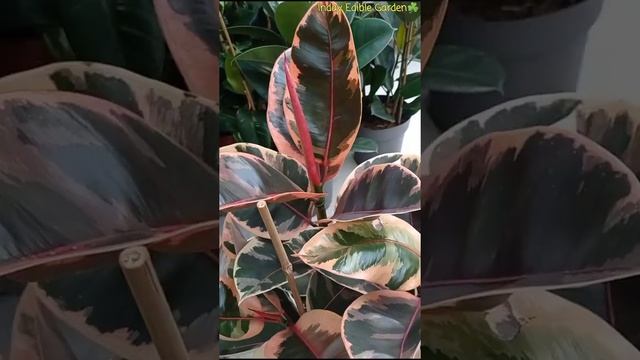 Ficus Elastica Belize Plant смотреть онлайн