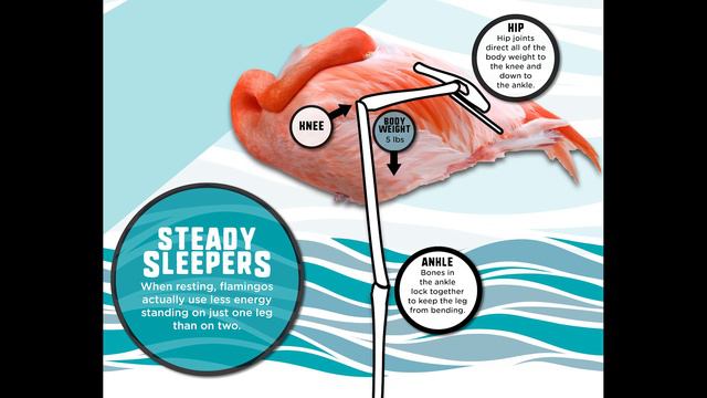 Meet the Neighbors: Flamingo Legs смотреть онлайн