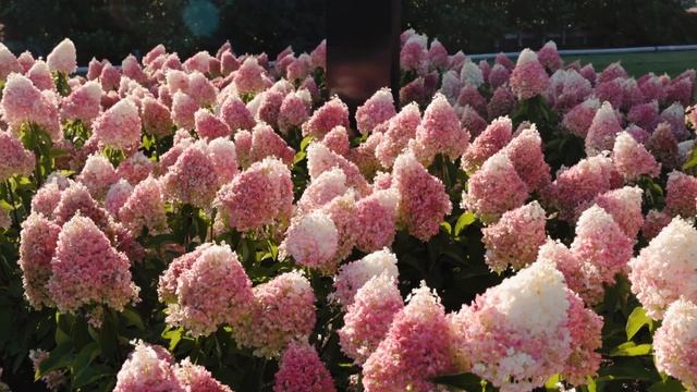 Hydrangea Paniculata Living Pinky Promise