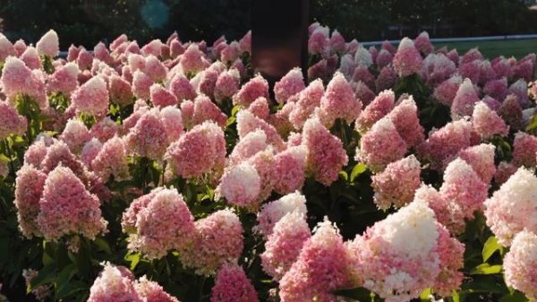 Hydrangea paniculata Living Pinky Promise