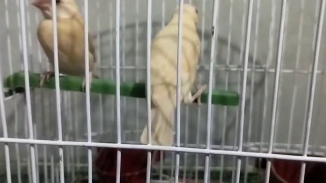 Java Sparrow Summer Care| Java Finch Summer Food смотреть онлайн