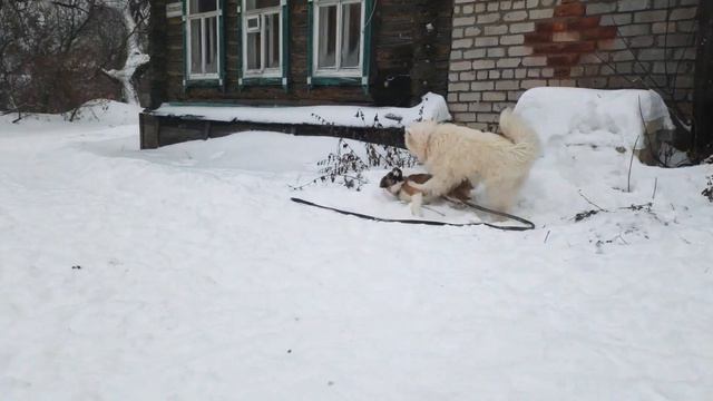 Как играют собаки | САМОЕД смотреть онлайн