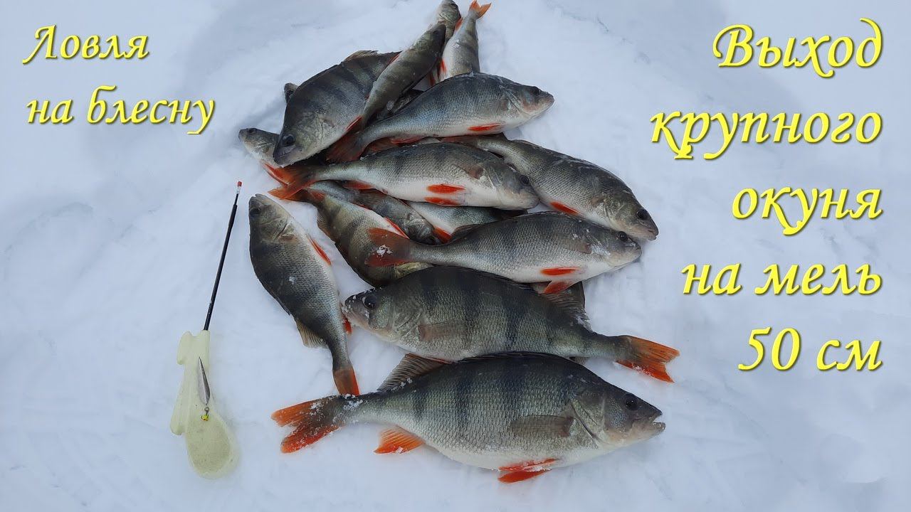 Выход крупного окуня на мель до 50 см (Вазузское вдхр)