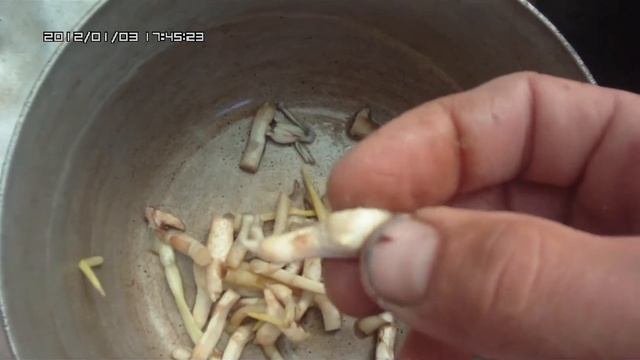 вареные жабы