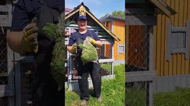 СЕННИК ДЛЯ КУР. смотреть онлайн