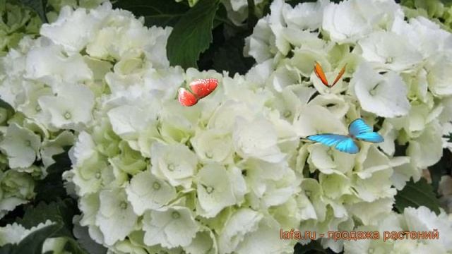 Гортензия крупнолистовая Шниебол (shniebol) ? Шниебол обзор: как сажать, саженцы гортензии Шниебол смотреть онлайн