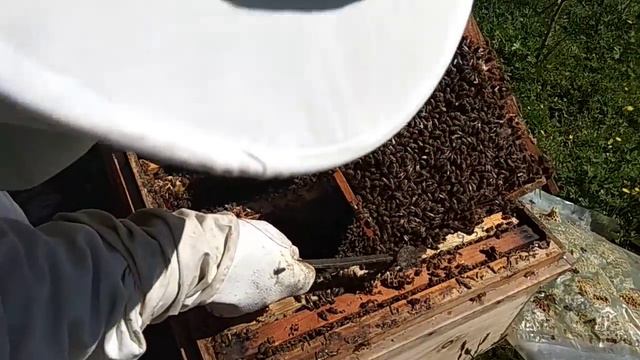 Arıcılık 25/03/2019 arı ya kat atma oğul engelleme bakımı | arıcılık nasıl yapılır? смотреть онлайн