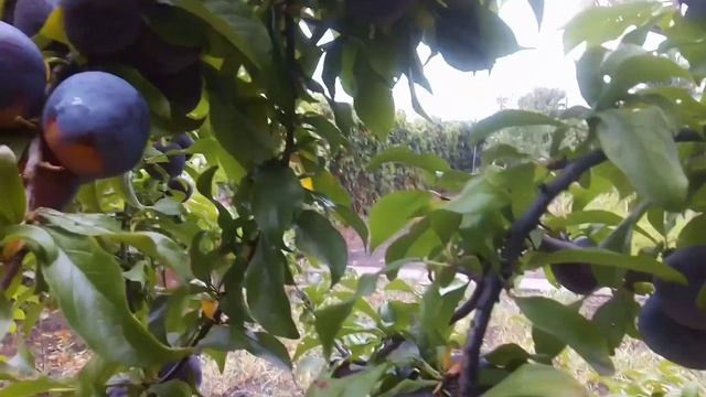 алыча КУБАНСКАЯ КОМЕТА