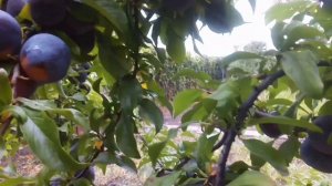 алыча КУБАНСКАЯ КОМЕТА