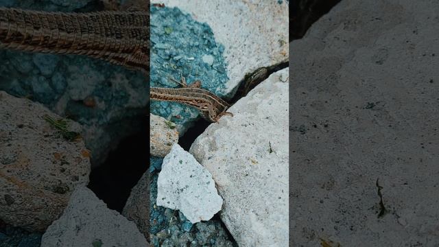 Моменты с ящерицами, снятые на видео! смотреть онлайн