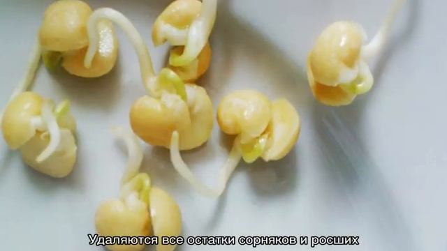 Горох Глориоза — выращивание гороха в домашних условиях смотреть онлайн