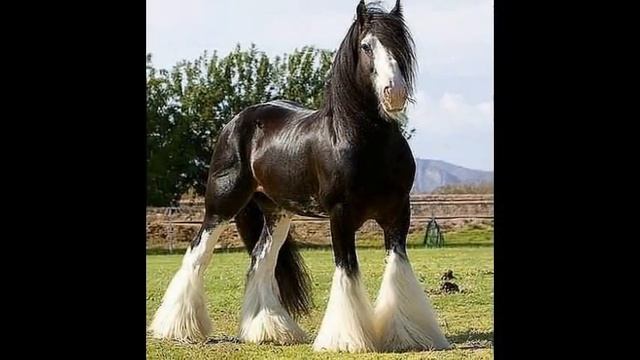 лучшие коны в мире смотреть онлайн