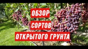 Обзор сортов винограда открытого грунта