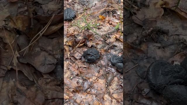 Как определить свежесть следа по помету. смотреть онлайн