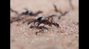 Топ 5 самых больших муравьёв