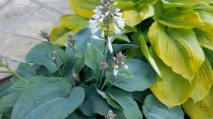 Хоста Элеганс ( лат. hosta Elegans) классика жанра. #хоста #голубаяЭлеганс #цветыхостыЭлеганс