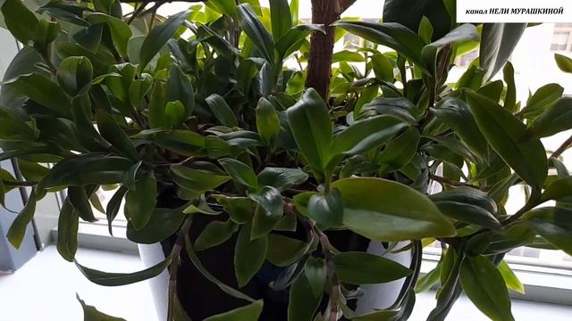 СОВМЕСТНОЕ СОСУЩЕСТВОВАНИЕ комнатных РАСТЕНИЙ в одном горшке. смотреть онлайн