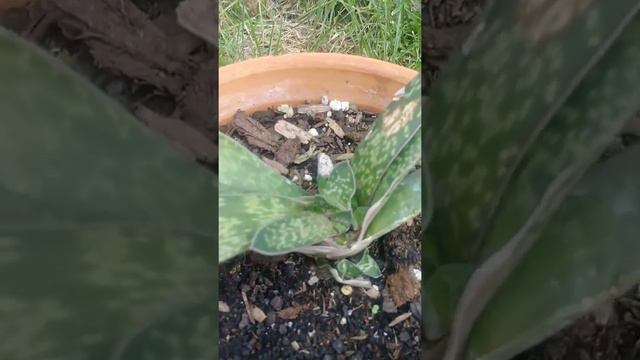 My Gasteria Plant смотреть онлайн