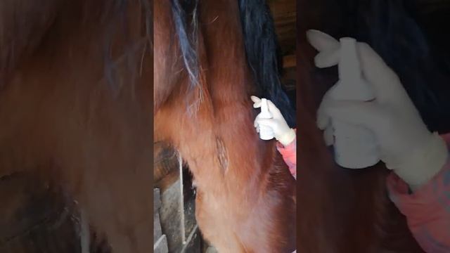 Внутримышечная инъекция лошадям смотреть онлайн