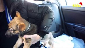 Спасение щенка. Собачка едет домой / SANI vlog