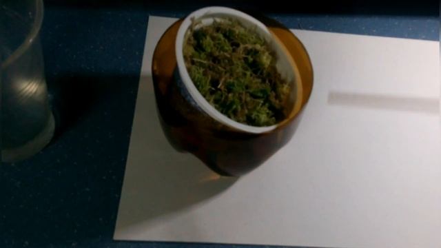 Росянка Бурмана Drosera Burmannii посев