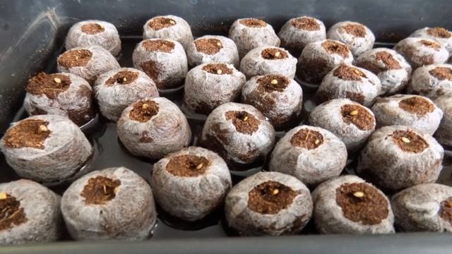 Набор для рассады кассета с торфяными таблетками ООО "ЭКОТОРФ" смотреть онлайн