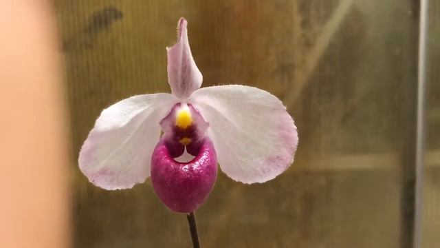 Cali Orchid Hoa Lan Hài - Paphiopedilum Delenatii Var. Dunkel