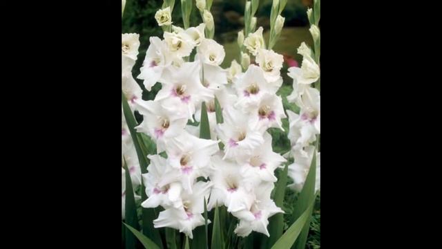 Guaranteed Gladioli, Summer Colour that Returns смотреть онлайн