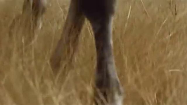 ДРУИДЫ Хороший исторический фильм