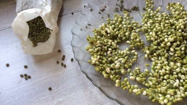 Что такое МАШ //  как готовить Маш